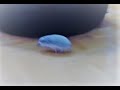 Hedgehog Running