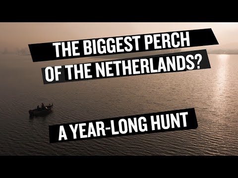 🎣 The Hunt for a Perch of a Lifetime