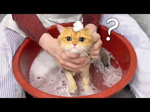 3년만에 목욕하는 고양이에게 생긴 일