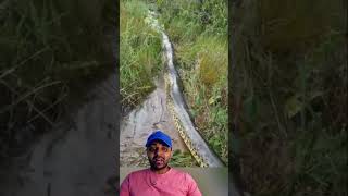 Pitbull na Sucuri 😱