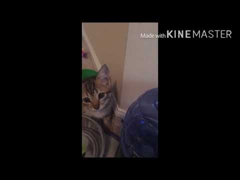 I love my kitty cat  yes I do