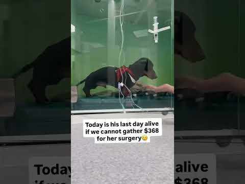 For any help consider donating link in bio to save a stray life in Los Angeles#usashorts#saveladogs