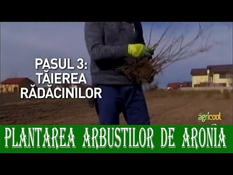 Asa se planteaza corect aronia melanocarpa  Emisiunea Agricool