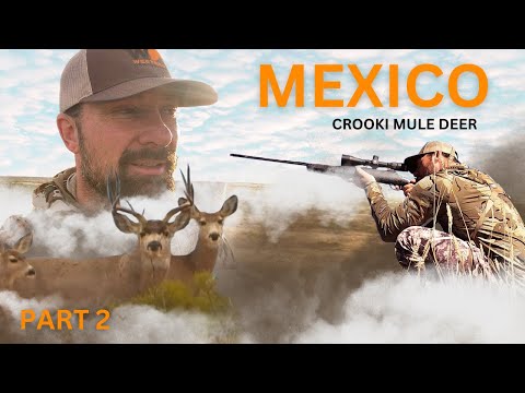 Crooki Mule Deer — Mexico