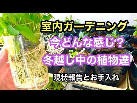 冬にディプラデニアをケアするにはどうすればよいですか？植物の美しさを保つためのヒント  庭園