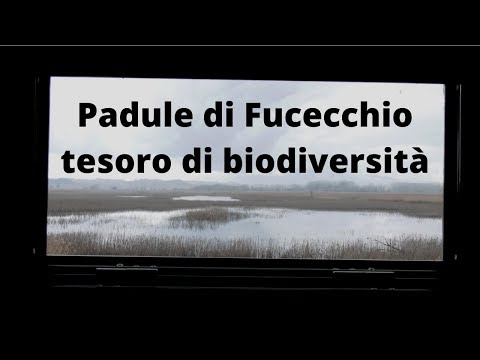 Padule di Fucecchio, 2mila ettari e 11mila uccelli acquatici svernanti