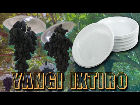 Uzumlarni yomg‘irdan himoya qilish. Likopcha yordamida uzumni saqlash. Avatar. Mers Uzum bogʻlari.