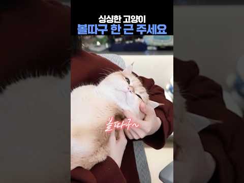 싱싱한 고양이 볼따구 #고양이 #꾸꾸 #볼살
