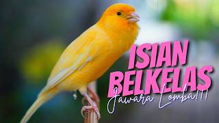 Download lagu MATERI BERKELAS JAWARA LOMBA - MASTERAN KENARI ISIAN BLACKTHROAT DAN SIKATAN LONDO GACOR IDAMAN mp3