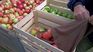 Преспанските овоштари во ќорсокак без рускиот и украинскиот пазар, јаболката ги продаваат за само 2 денари