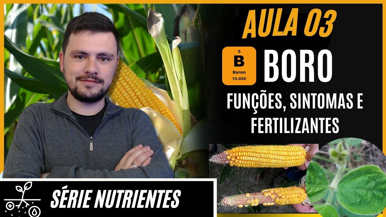 SÉRIE NUTRIENTES: BORO funções, sintomas de deficiência e fertilizantes para correção