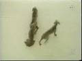 Sesame Street Wemariar Dogs Form The Letter L