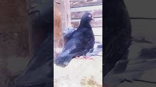 Download lagu merpatiku. mp3