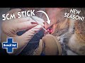 Vets Pull A 5cm Stick Out Of Cats EYE?! | BRAND NEW SEASON | Full Episode | Bondi Vet