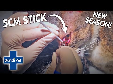 Vets Pull A 5cm Stick Out Of Cats EYE?! | BRAND NEW SEASON | Full Episode | Bondi Vet