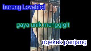 Download lagu Lovebird ngekek panjang gaya unik..@agusarianto,#agusarianto mp3