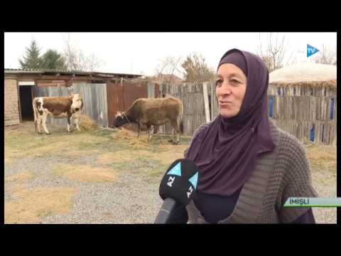 İmişlidə özünüməşğulluq proqramının icrası uğurla davam etdirilir