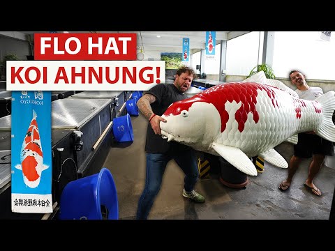Das hier ist KOI-WORLD! - Flo lernt was über exklusive Karpfen