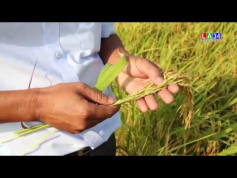 HỘI THẢO MÔ HÌNH SẢN XUẤT LÚA AN TOÀN THEO HƯỚNG HỮU CƠ