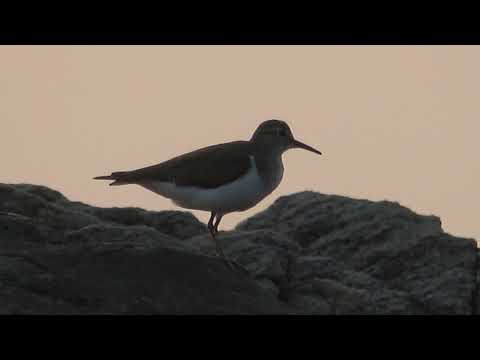 COMMON SANDPIPER - KIZHUNNA BEACH - KANNUR