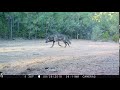 Black Wolf