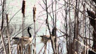 Villihanhen laulu-Rajaton