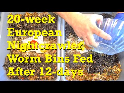 Pumpkin, persimmon & pepper for ENC worm bins' 11th feeding on day 140 - vermicompost