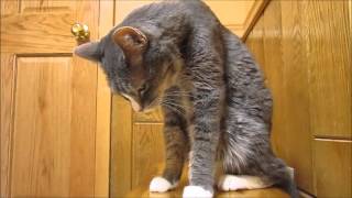 TheAnswerVet  HYPOKALEMIA in a cat.  Low serum potassium.