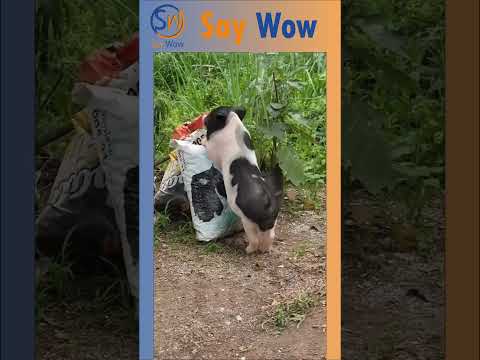 Reel tagged #animals