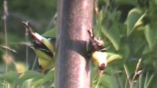 preview picture of video 'Upside down Goldfinches'