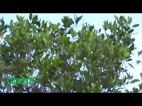 download lagu mp3 mp4 Clove Cordial To Buy, download lagu Clove Cordial To Buy gratis, unduh video klip Clove Cordial To Buy