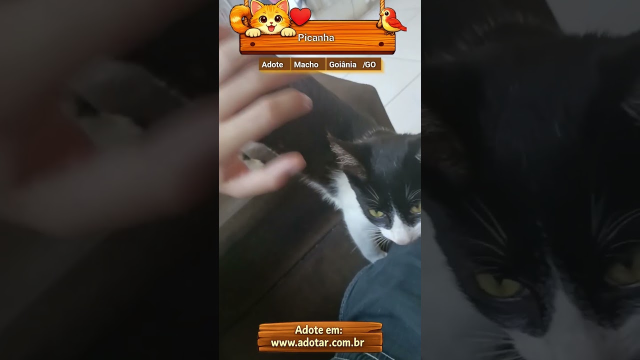 Gato raça SRD-ViraLata idade 2 a 6 meses nome Picanha