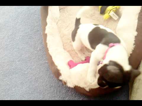 Happy Birthday Lolly!