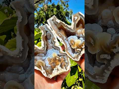 Super weird shaped, beautifully colored ancient fossil agate coral geode I found & cut open for you!
