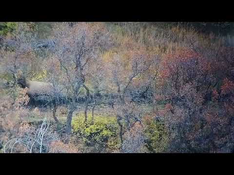 168 gr Barnes lrx 7 prc