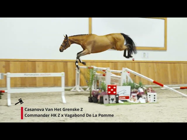 Casanova Van Het Grenske Z