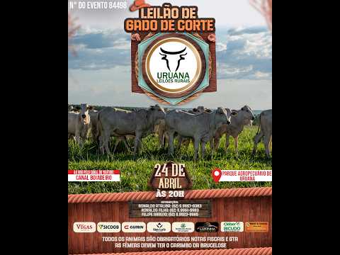 Leilão de Gado -  Uruana Leilões - Leilão de Gado de Corte em Goiás @canal.boiadeiro #live #gado