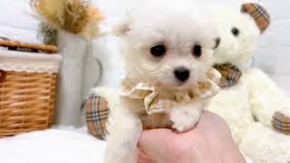 ハーフ犬の動画01