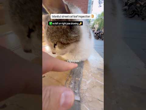 Loaf inspection of this cute cat in front of a supermarket