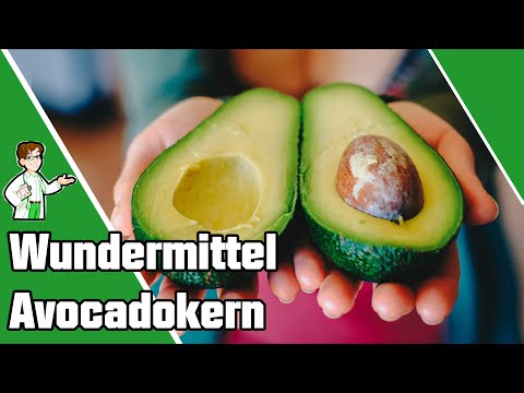 Wundermittel Avocado Kern:  Deshalb solltest du ihn NIEMALS wegschmeißen! 🥑