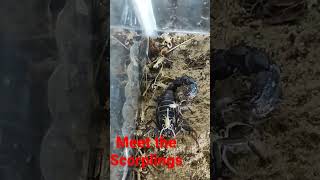 Download lagu Meet the Scorplings (babies of Scorpion. #entomologist #pestcontrol #scorpion mp3 Download lagu Meet the Scorplings (babies of Scorpion. #entomologist #pestcontrol #scorpion mp3