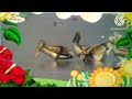 The Amazing World Pelicans