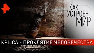 Крыса - проклятие человечества. Фильм с Тимофеем Баженовым.