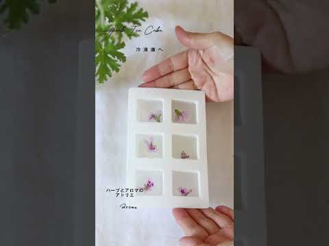 ゼラニウムをいつ地面に植えるのですか？どこに表示するのですか?それらを維持するにはどうすればよいでしょうか?  庭園