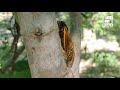 Talking Cicadas   Cincinnati Zoo