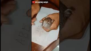 Download lagu Jenis burung perkutut yang ingin dimahar 1 milyar mp3