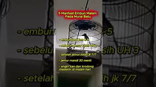 Download lagu manfaat embun malam pada murai batu #muraibatu mp3 Download lagu manfaat embun malam pada murai batu #muraibatu mp3