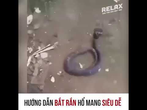 Pha bắt rắn kinh dị đi vào lòng người, kiêm luôn đi vào... lòng đất