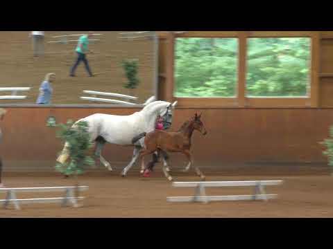 Fohlen von Adagio de Talma / Stakkato