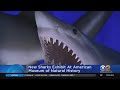 New Shark Exhibit Coming To Natural History Museum